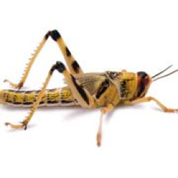 Locusts (Extra Small / 1st)